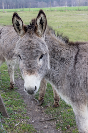 Young donkey in a meadowの写真素材