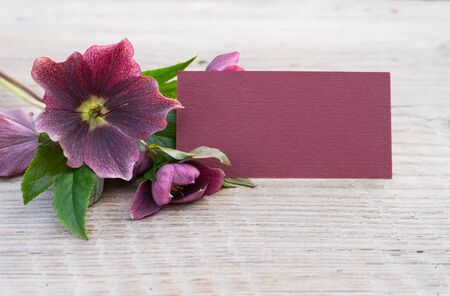 purple hellebores with copy space on a wooden surfaceの写真素材