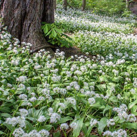 white flowering wild garlicの写真素材