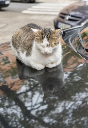 A tabby cat is sleeping on the hood of a carの写真素材