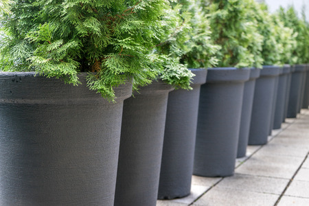 Row with gray pots with conifersの写真素材