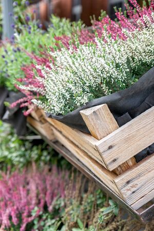 Autumnal potted plants in a crateの写真素材