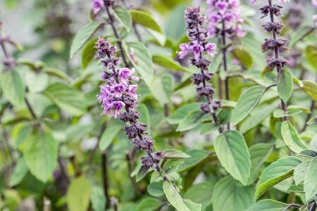 Basil with violet blossomsの写真素材