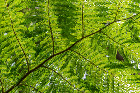 Bottom of a fern leafの写真素材