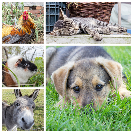 Collage with animals and children in the gardenの写真素材