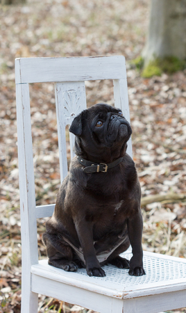 A black dog sits on a white chair in the forestの写真素材