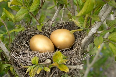 Bird nest with two golden eggsの写真素材