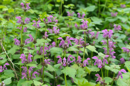 Red-flowering dead nettleの写真素材