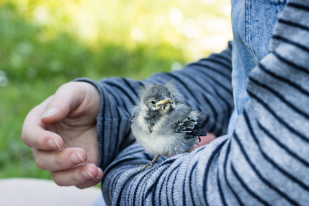 A girl with a young songbird on armの写真素材