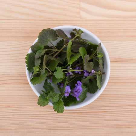 Porcelain bowl with fresh ground ivy