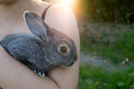 A girl is holding a small, gray rabbitの写真素材