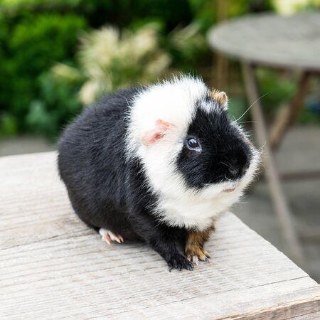 Cute, black and white guinea pig