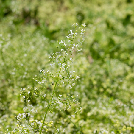 Meadow with flowering Hedge bedstraw
