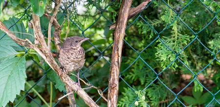 Young thrush on a branch