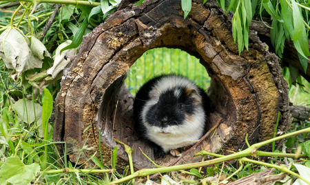 A Curious, Cute, black and white guinea pig sits in hidingの写真素材