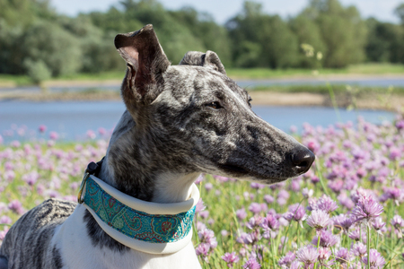 Gray-white whippet on the riverbankの写真素材