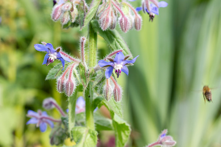 Borage with blue flowers in a gardenの写真素材