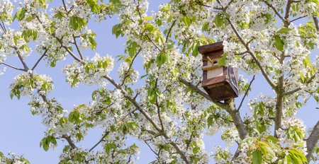Blossoming cherry tree with a birdhouse in front of a blue skyの写真素材