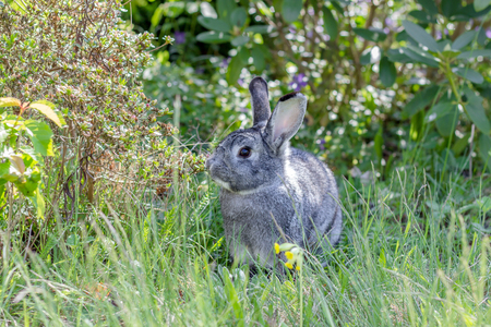 A cute, gray rabbit in a gardenの写真素材