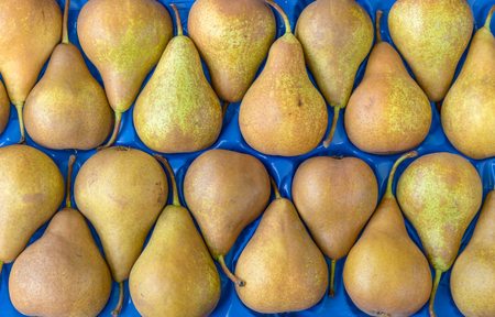 Pears on a blue background
