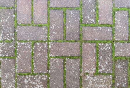 Pattern from paving stones with moss and lichenの写真素材