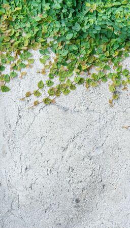 Bright wall surface with climbing green plantsの写真素材
