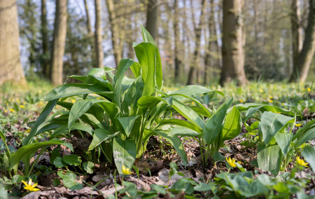 Wild garlic plants in the forest