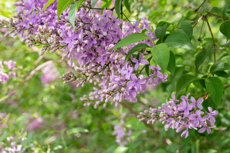 Violet lilac flowers
