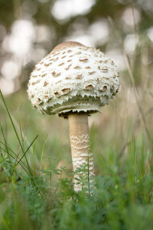 Close-up of a parasol mushroom at the forestの写真素材