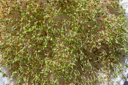 Sprouts of alfalfa close-up on a white backgroundの写真素材