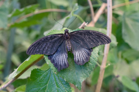 Detail shot of a black butterfly Papilio memnon on green leaves