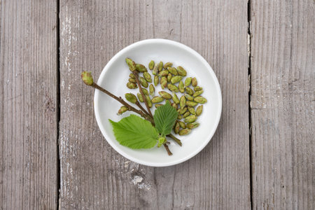 Close-up of hazelnut bush buds and leaves in a white bowl