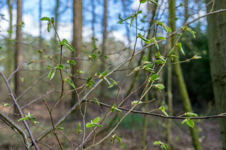 Branches of a beech tree with buds in the forest in spring
