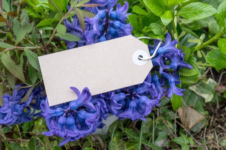 Bouquet of blue hyacinths and card with copy spaceの写真素材