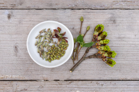 Buds and leaves of hazelnut bush, blackberry bush and maple treeの写真素材