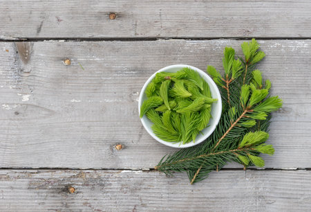 Fresh buds and spruce branch in spring on a wooden background