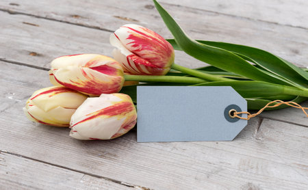 Bouquet of striped tulips in red, yellow and white and card with copy space on a wooden groundの写真素材