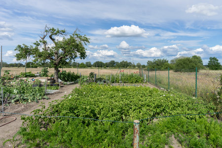 Vegetable garden with bushes and trees in summerの写真素材