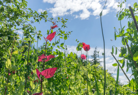 Bottom view of herbs and flowers against a blue sky with white cloudsの写真素材