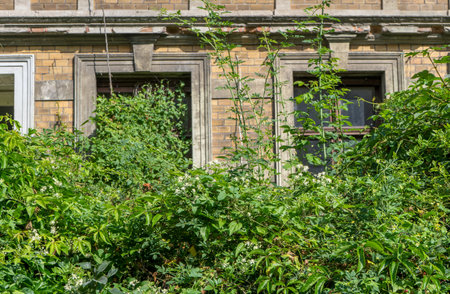 Detail of an uninhabited house with tall bushes and climbing plantsの写真素材