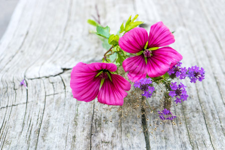 Pink mallow flowers and purple verbena flowers on a light wooden backgroundの写真素材