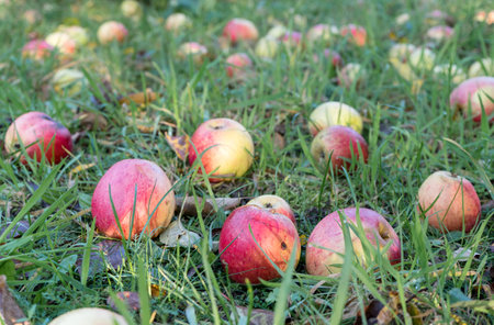 Ripe, red apples lie in the grass of an orchardの写真素材