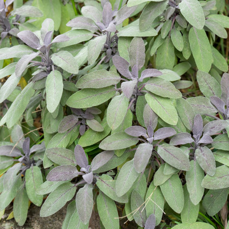 Detailed shot of a sage bush with purple-green leavesの写真素材