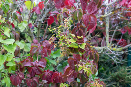 Close-up of red foliage and fruits of Virginia creeper in autumnの写真素材