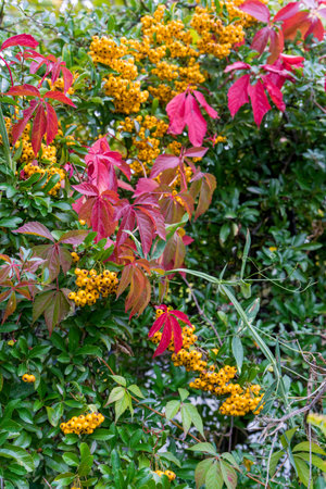 Close-up of red Virginia creeper foliage and firethorn in autumnの写真素材