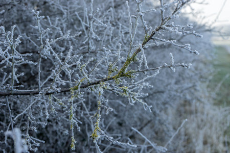 Detailed shot of a blackthorn hedge with hoarfrost in winterの写真素材
