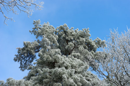 Crown of a pine tree with hoarfrost against a blue skyの写真素材