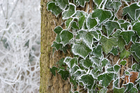 Tree with ivy plant and hoarfrost in winterの写真素材