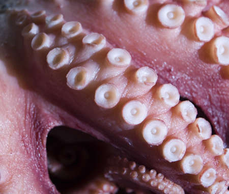 This is a close up texture of an octopus tentacleの写真素材