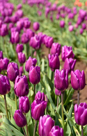 purple tulipsの写真素材